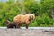 TheÂ KamchatkaÂ brownÂ bear, Ursus arctos